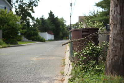 Road by trees