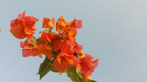 Low angle view of orange flowering plant against clear sky
