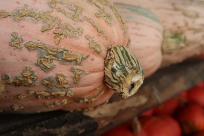 Close-up of a lizard