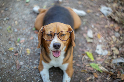 Portrait of dog standing on field