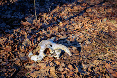 High angle view of animal skull