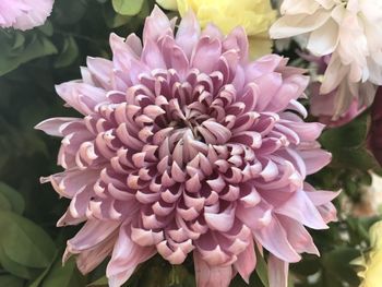 Close-up of pink dahlia flowers