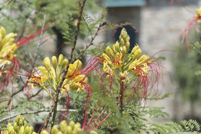 Close-up of flowering plant