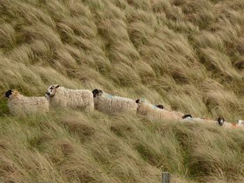 Sheep in the grass on isle of lewis