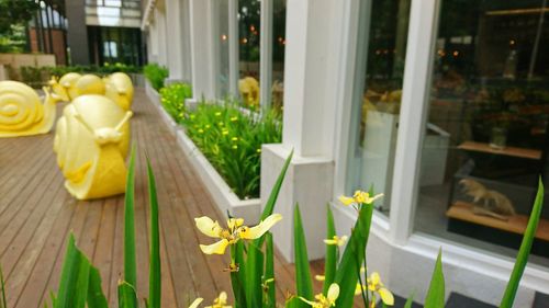 Close-up of yellow flowers