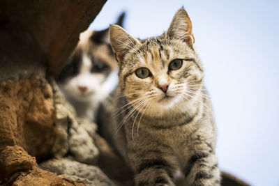 Close-up of cats sitting by rock