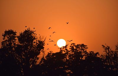 Low angle view of silhouette birds flying against orange sky