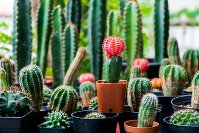 Close-up of succulent plants in pot