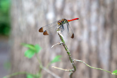 Close-up of insect flying