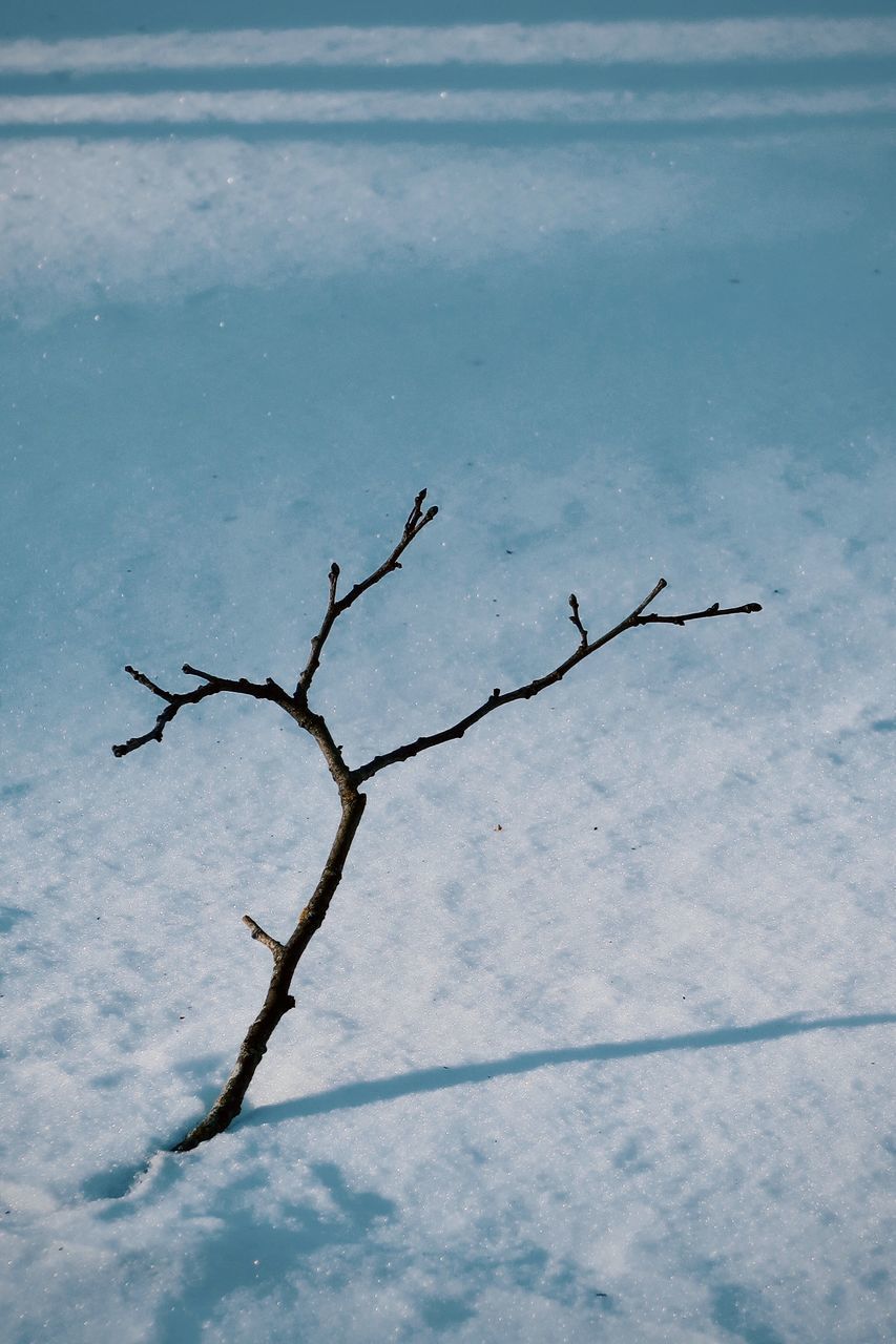 HIGH ANGLE VIEW OF FROZEN BARE TREE BRANCHES
