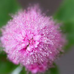 Close-up of pink flowers