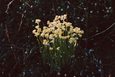 Close-up of flowers growing in forest