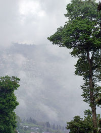 Low angle view of trees against sky