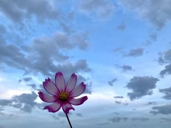 Close-up of pink flower against sky