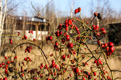 Close-up of red berries on tree