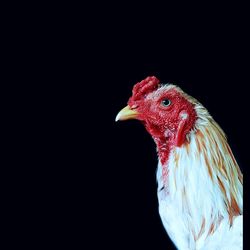Close-up of rooster against black background