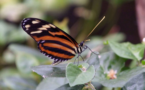 Close-up of butterfly on leaf