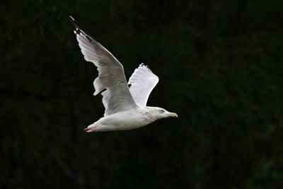 Seagull flying