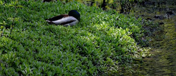 Close-up of bird on grass