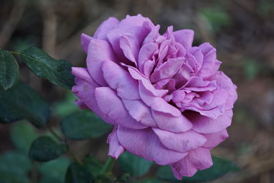 Close-up of pink rose flower