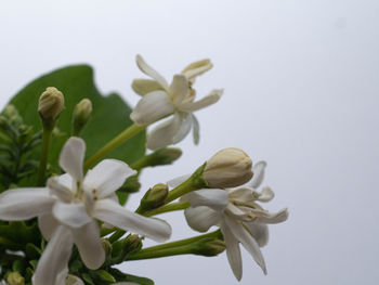 Close-up of white flowering plant against sky