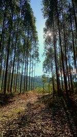 Trees in forest