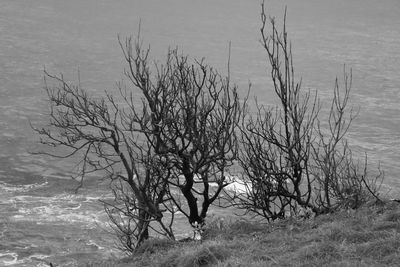 High angle view of bare trees by lake