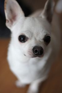 Close-up portrait of dog