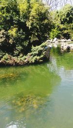 Scenic view of lake in forest