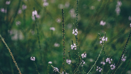 Close-up of flowering plants on field