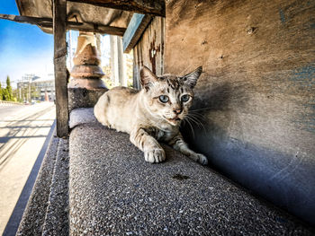 Portrait of tabby cat sitting in city