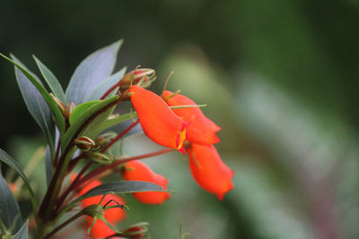 Close-up of red flowering plant