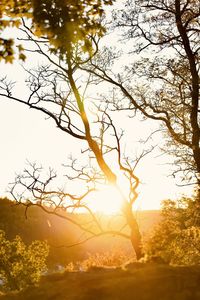 Silhouette tree against sky during sunset