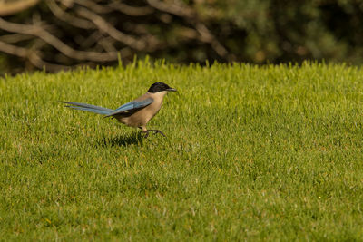 Bird perching on grassy land
