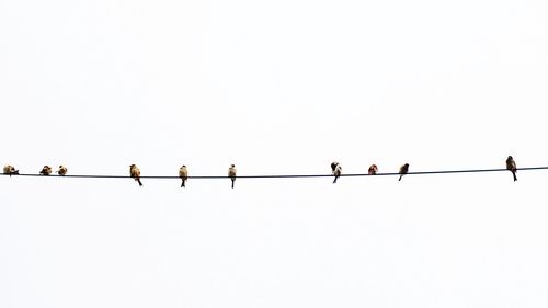 Low angle view of birds perching on cable