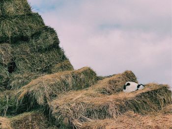 Cat sleeping on hay bale at farm