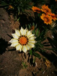 Close-up of yellow flower