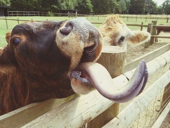 Close-up of cow