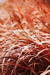 Close-up of wheat