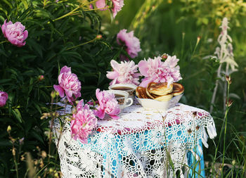 Close-up of pink flowering plant