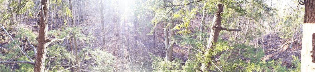 View of trees in forest