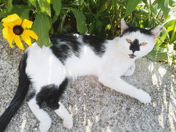 High angle view of cat amidst plants