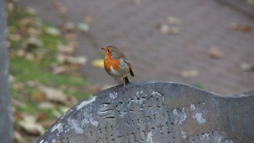 Bird perching on railing