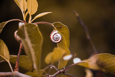 Close-up of snail on dry leaves