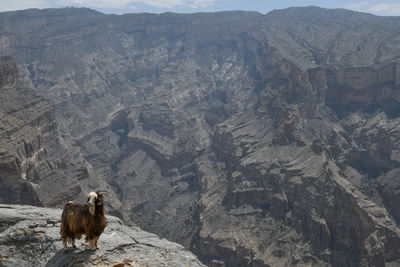 View of a dog on rock