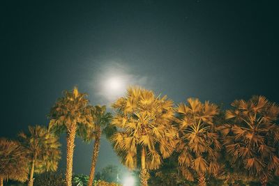 Low angle view of trees against sky at night