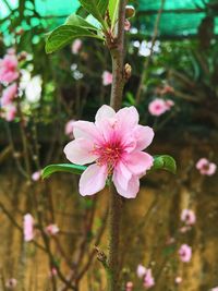 Close-up of pink flower