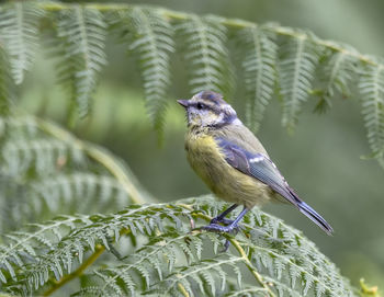 Close-up of bird perching on a plant