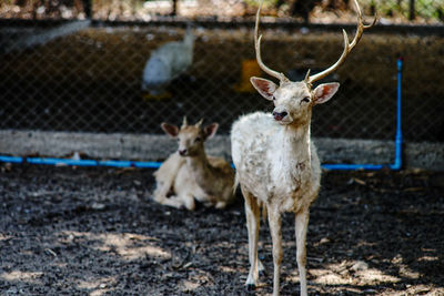 Deer standing on field