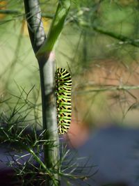 Close-up of butterfly on plant